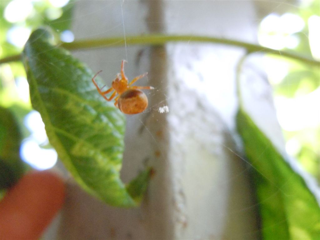 Araneus sturmi o A. triguttatus